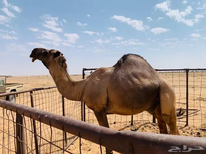 جمل اصفر للبيع 2