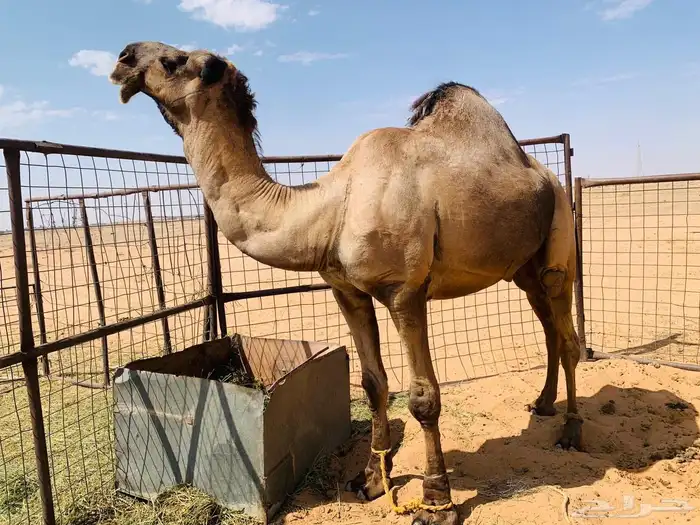 جمل اصفر للبيع 0