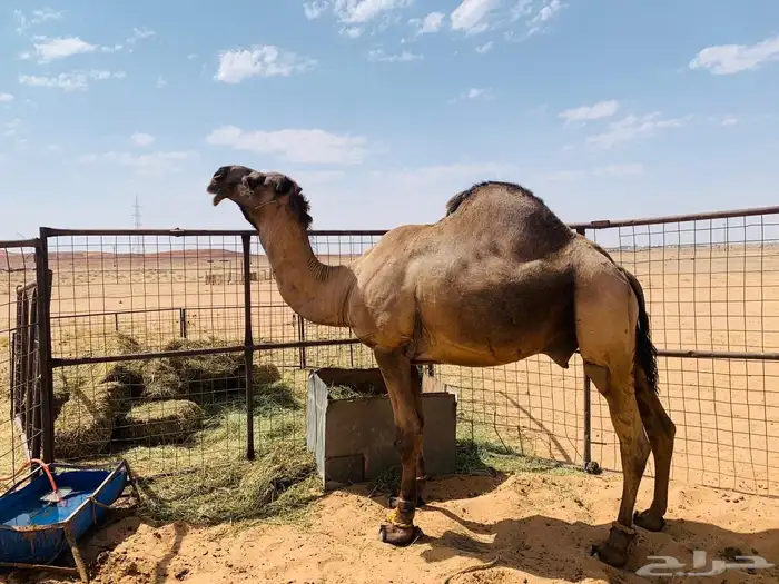 جمل اصفر للبيع 1