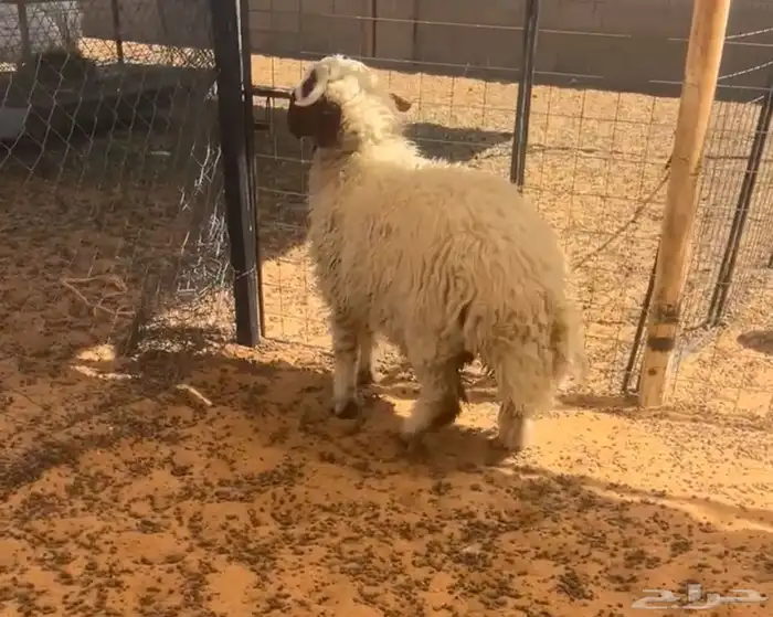 تم البيع 1