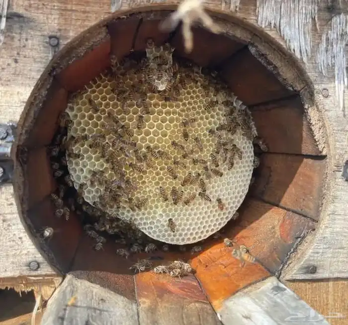 عسل سدر وسمرة على الشرط خاضع للفحص المجهري والمخبري 4