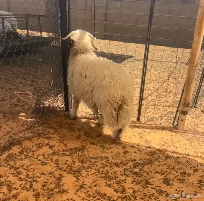تم البيع 3