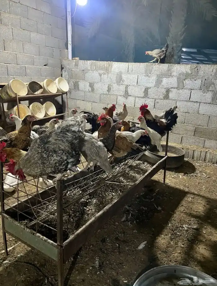 دجاج بلدي وفيومي بياض وديكه 0
