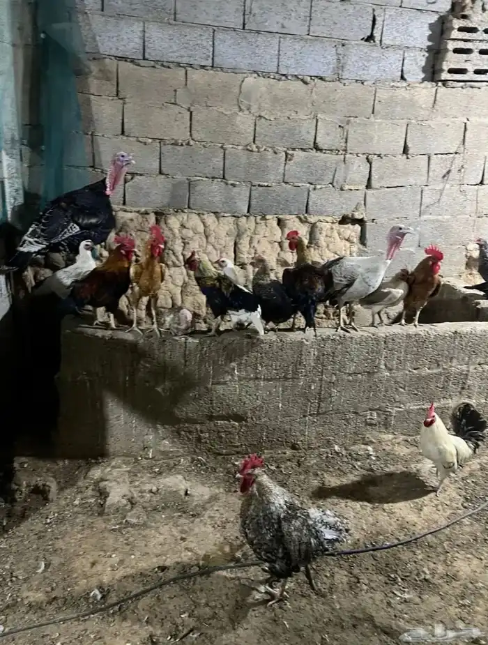 دجاج بلدي وفيومي بياض وديكه 1