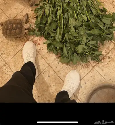 سلاحف سولكاتا index