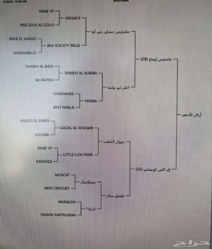 حصان واهو مكس 2