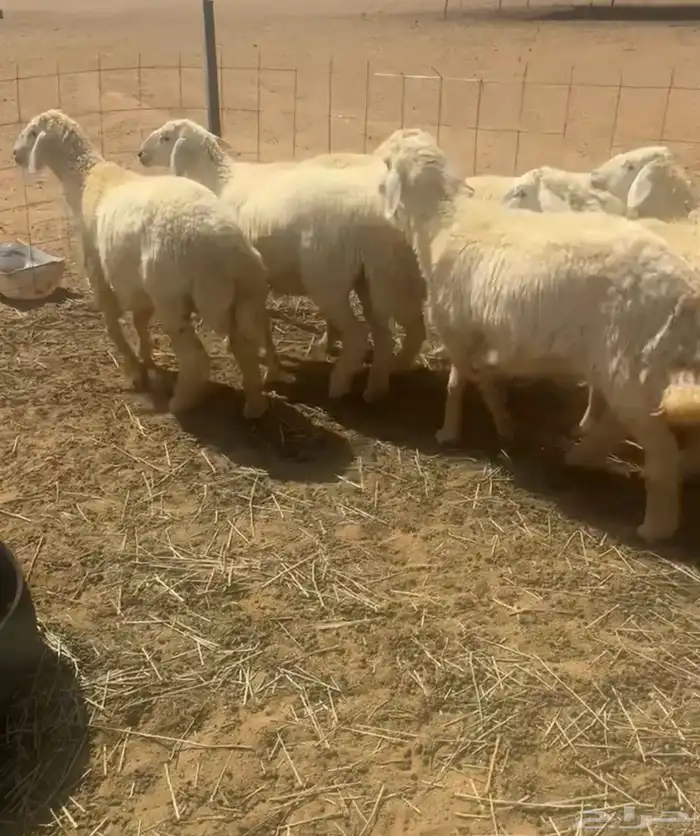 وخال حريات 2
