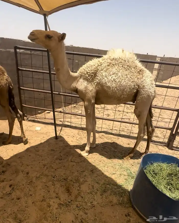 حيران قعدان 1