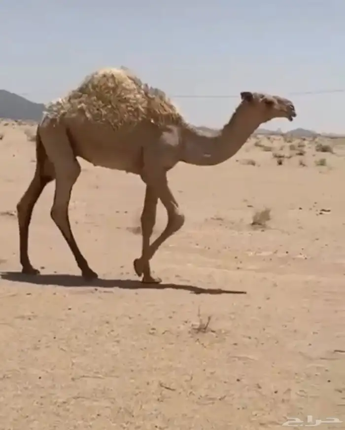 حيران قعدان 0