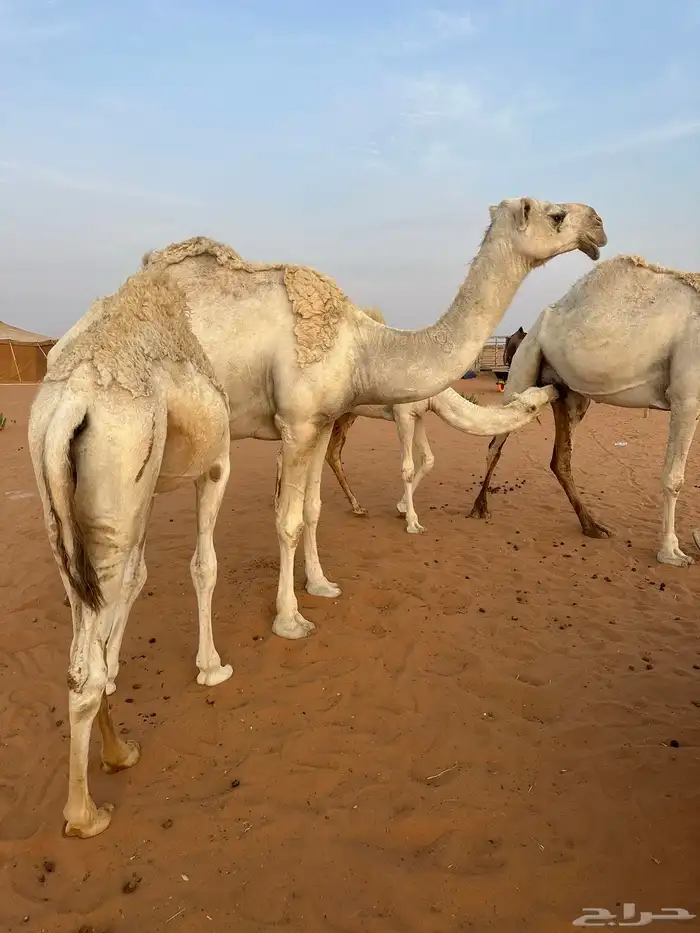ناقه كفو للبيع 1
