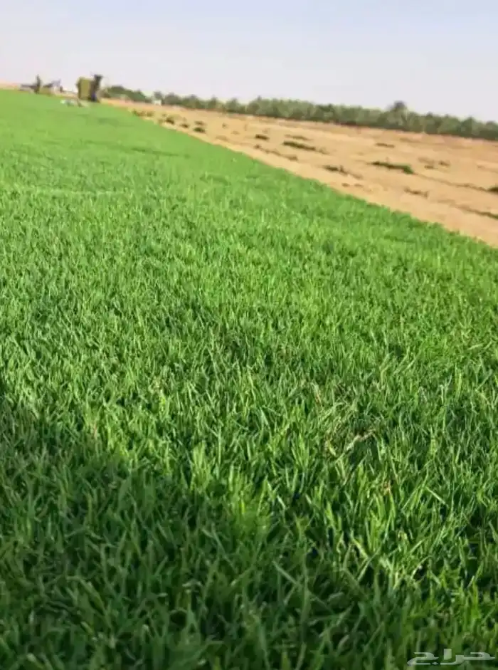نجيله طبيعي انجيله او ثيل C2000 سي الفين للكميات 0