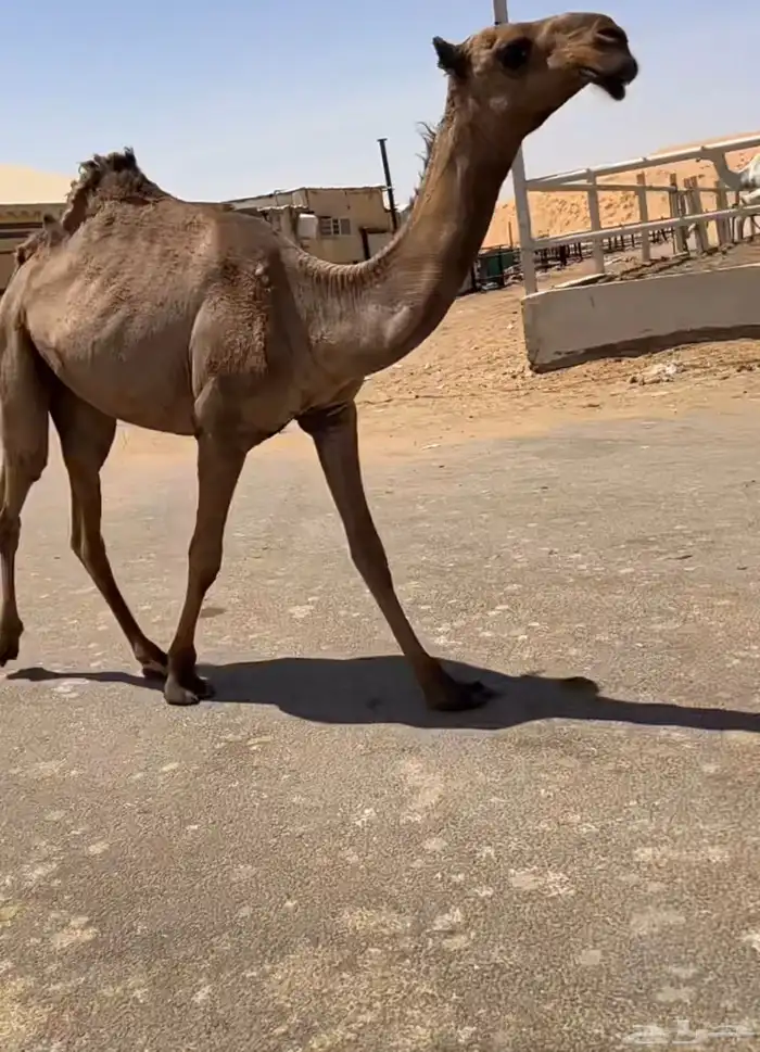 بكره غرنوقيه كفووو 0