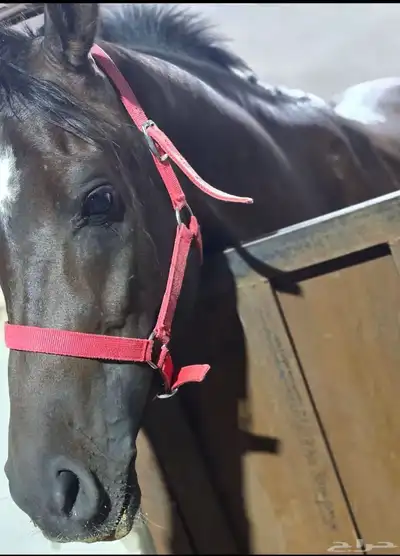 خيل للبيع index