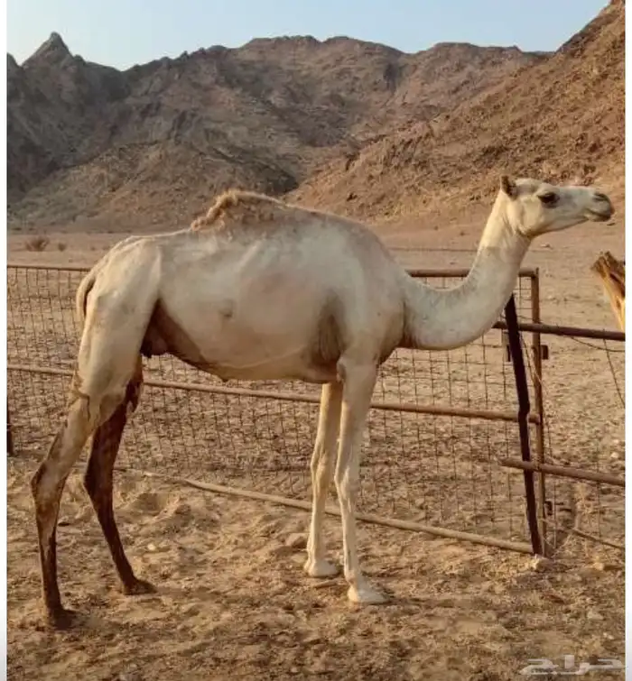 هجن 0