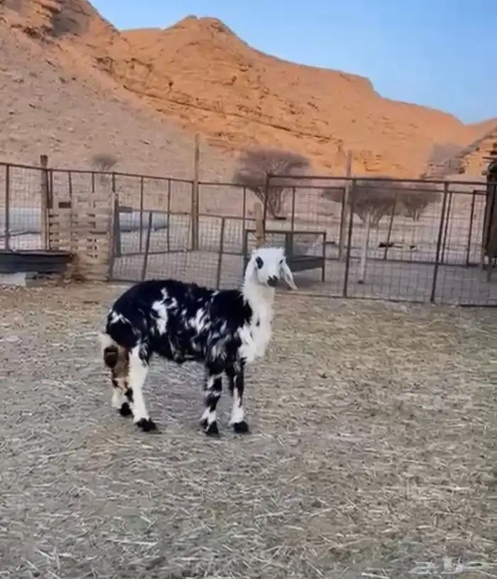 رخل نجدية مغلقه شحم 2