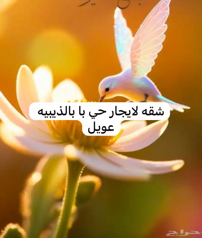 الذيبيه حفر الباطن عويل 0