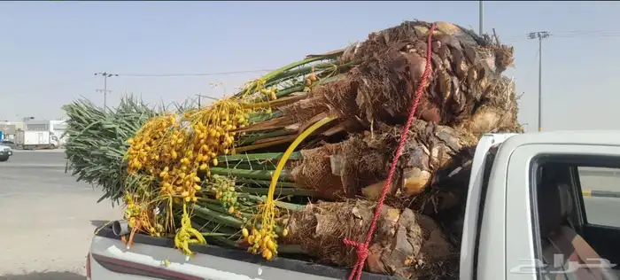 نخيل مثمر للبيع 11