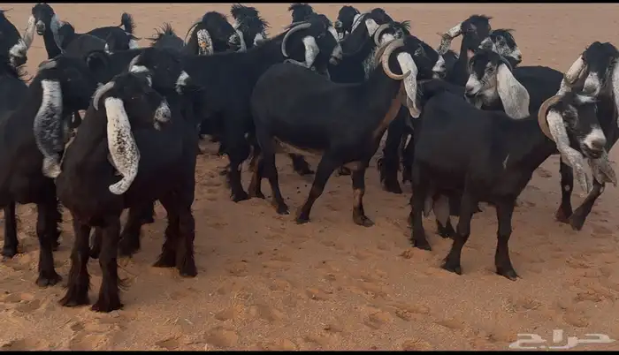 رماح 2