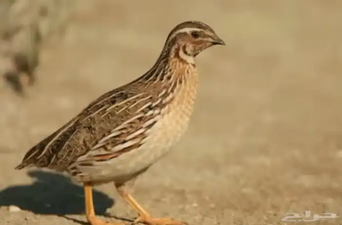 للبيع سمان حي الموقع الخرج العفجة 0
