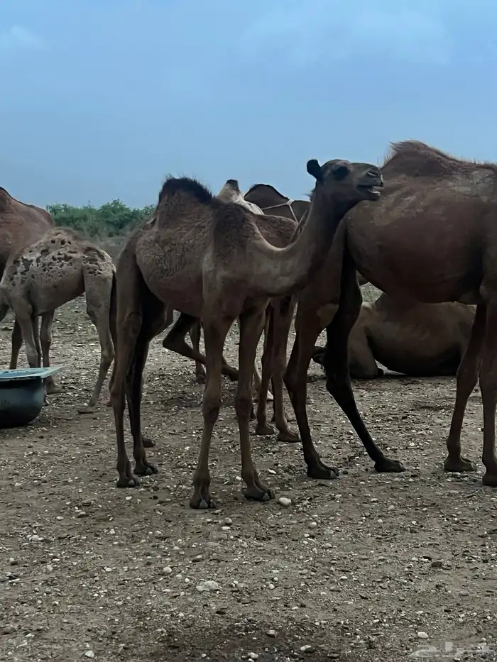 حشوان 1