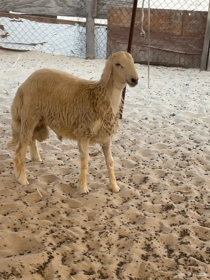 يوجد ذبايح حريه للبيع 4