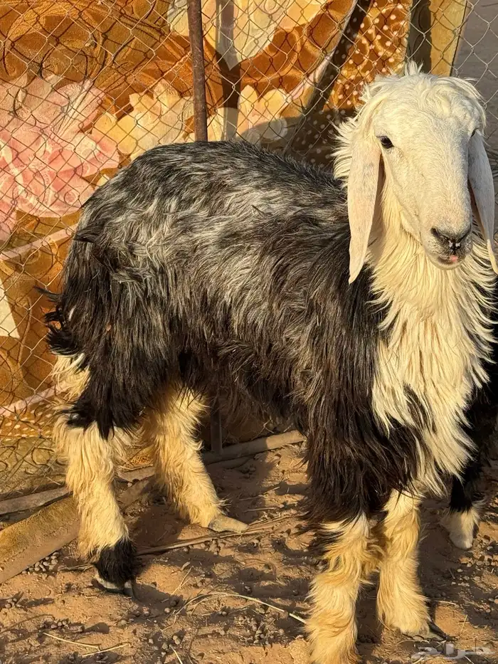 رخل نجديه 1