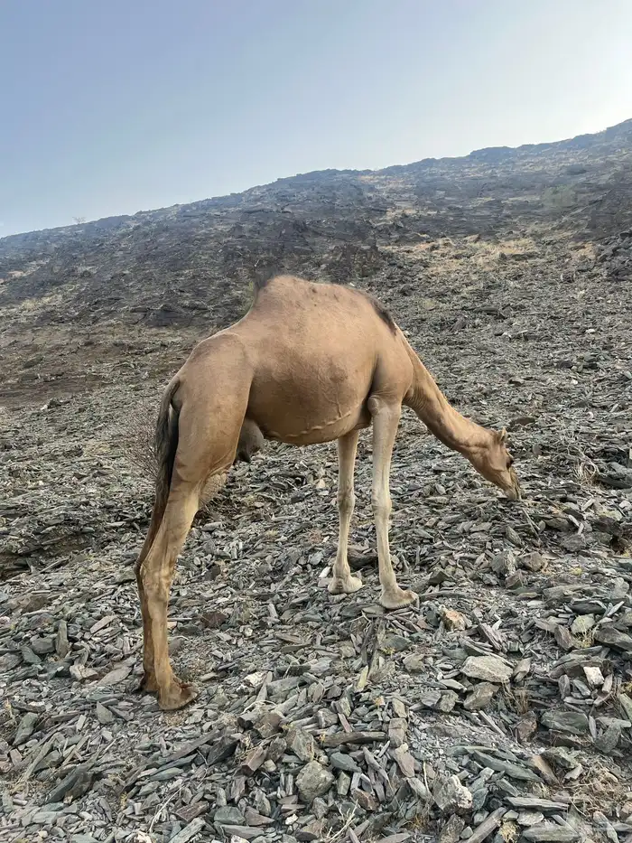 ناقه حمرا دهماء 8