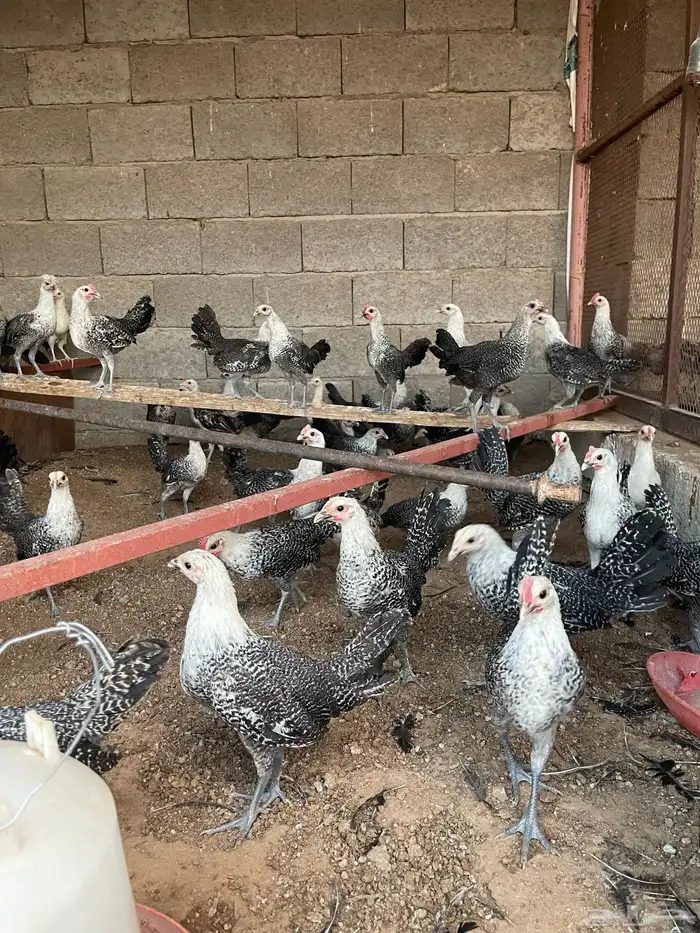 فروخ دجاج فيومي العمر شهرين 5