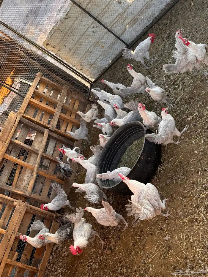 دجاج فيومي المنيوم 1