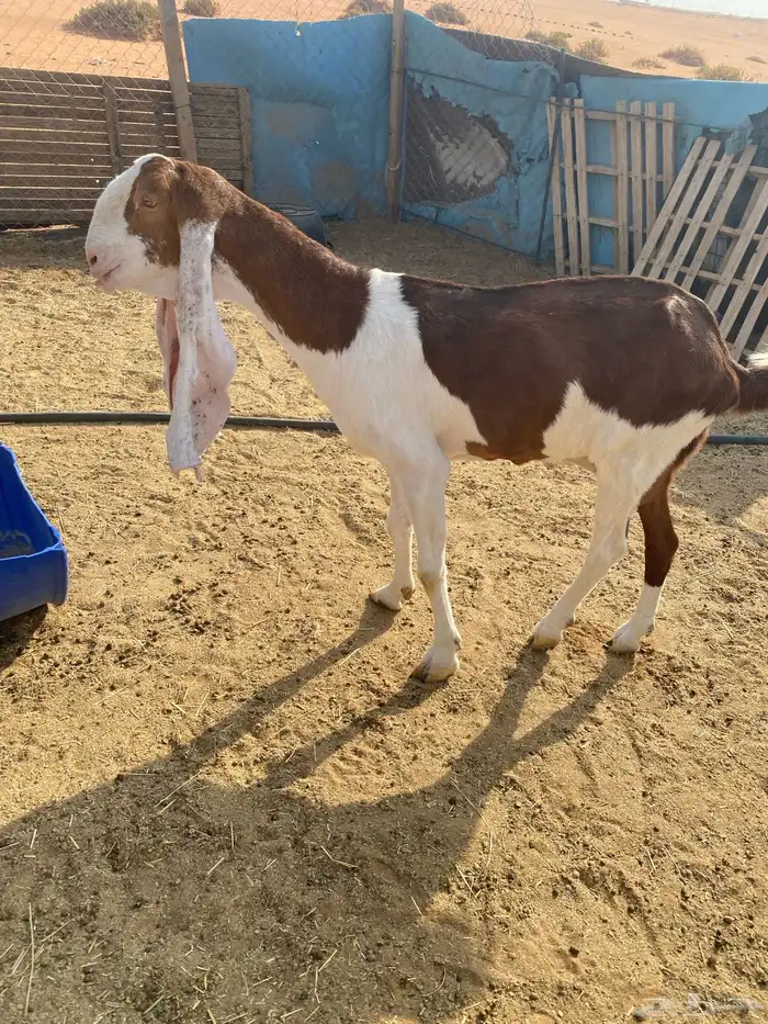 عنز هولنديه طيبه دافع 4