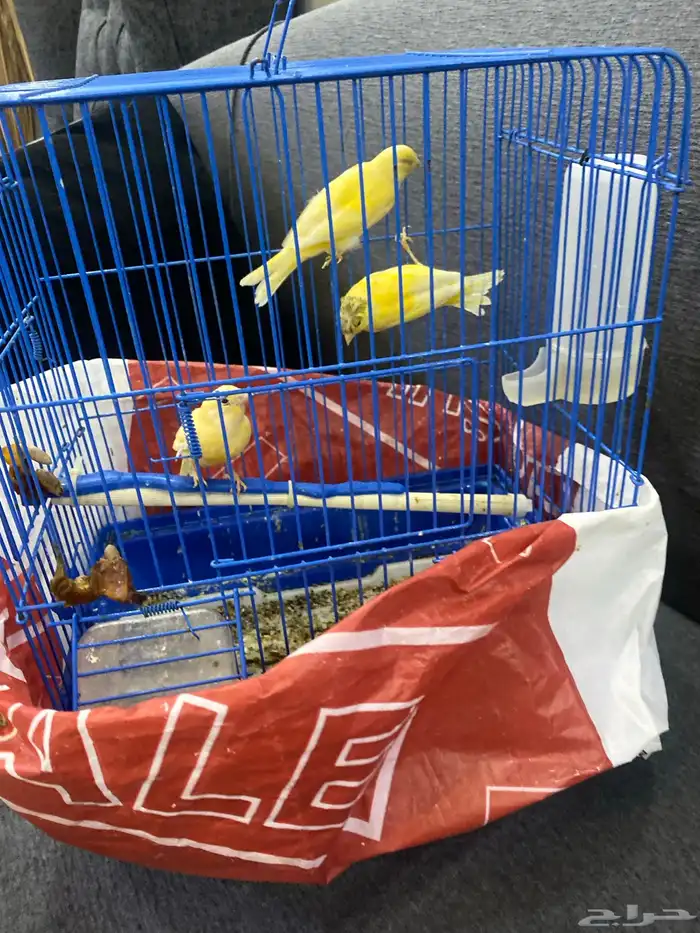 كناري سوري 2