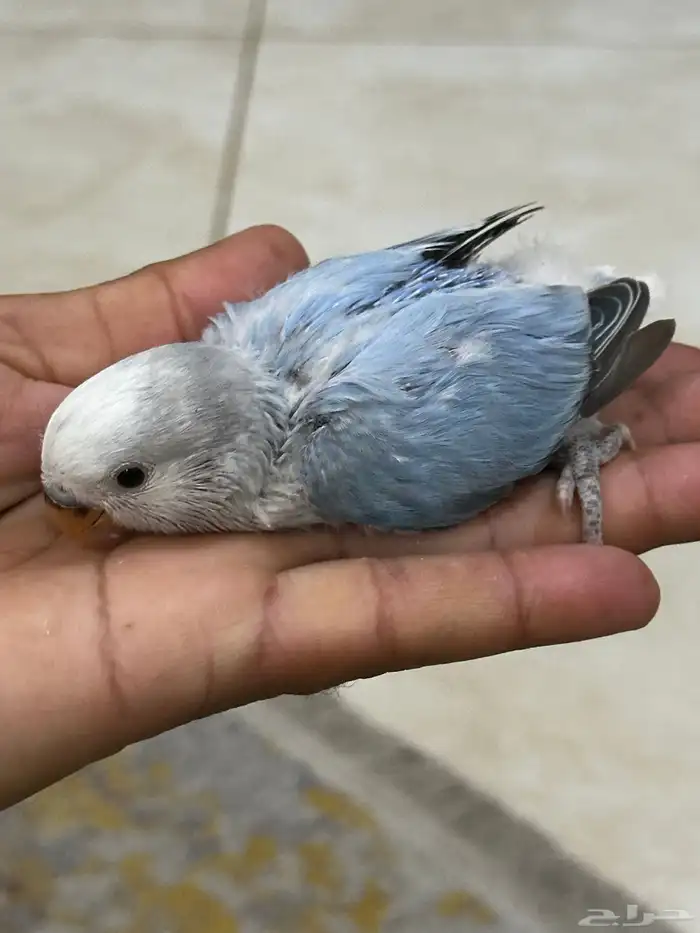 فروخ روز 0