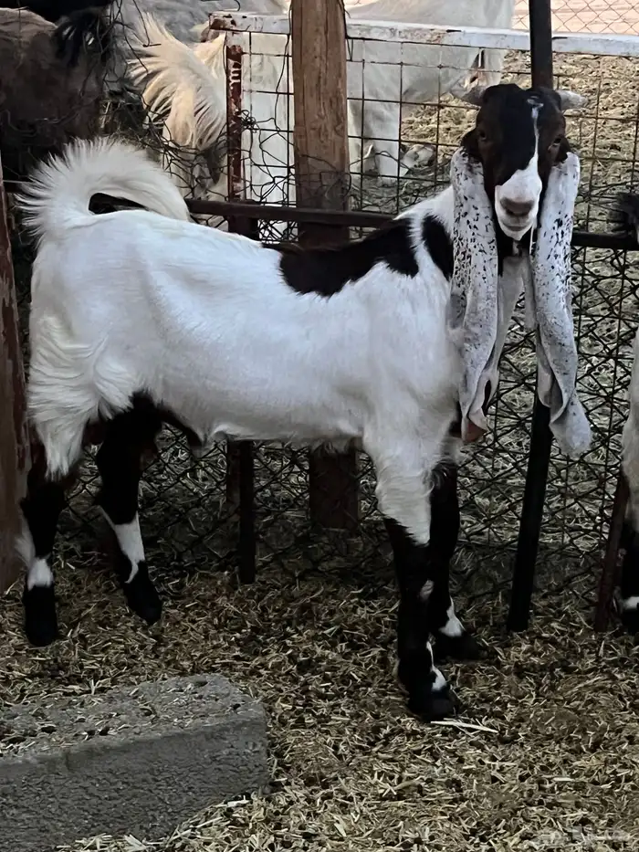 تيسين 3-4 شهور 0