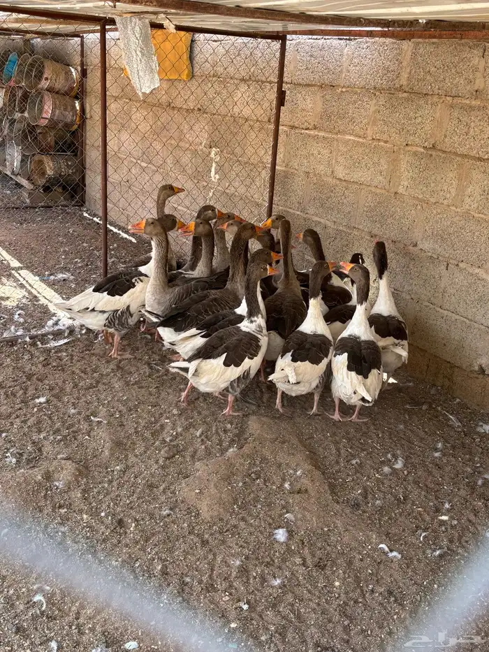 ديكه بط وز بط سوداني 1