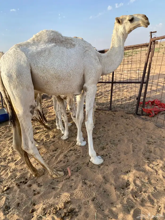 قعود أوضح 2