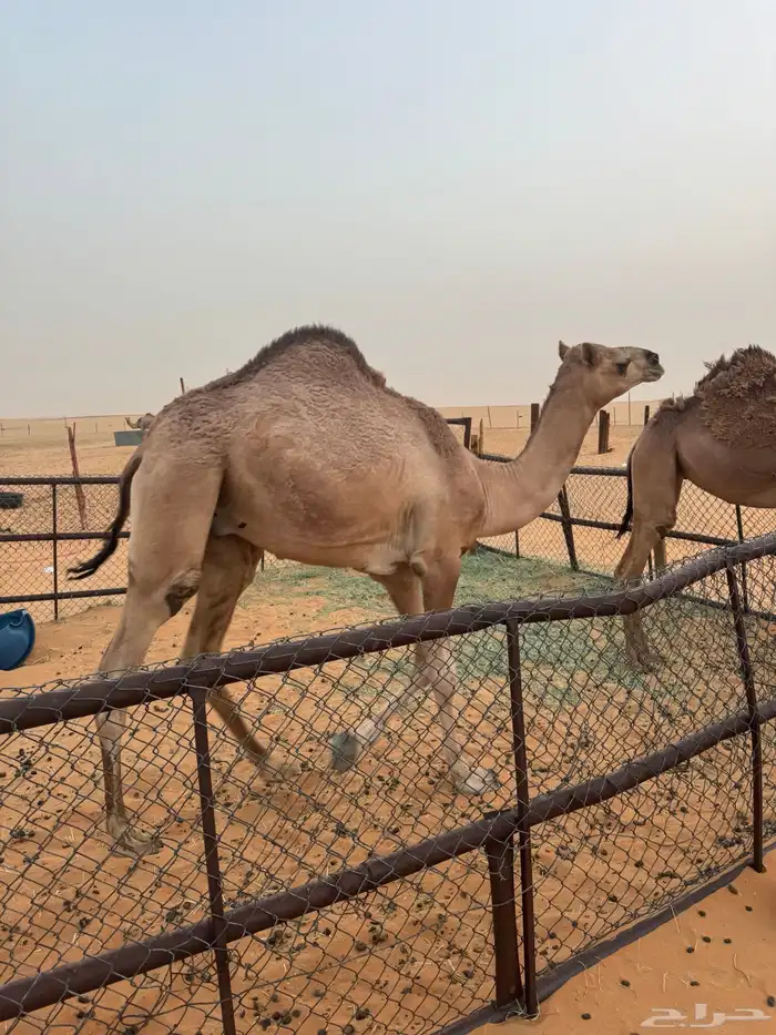 قعود 1