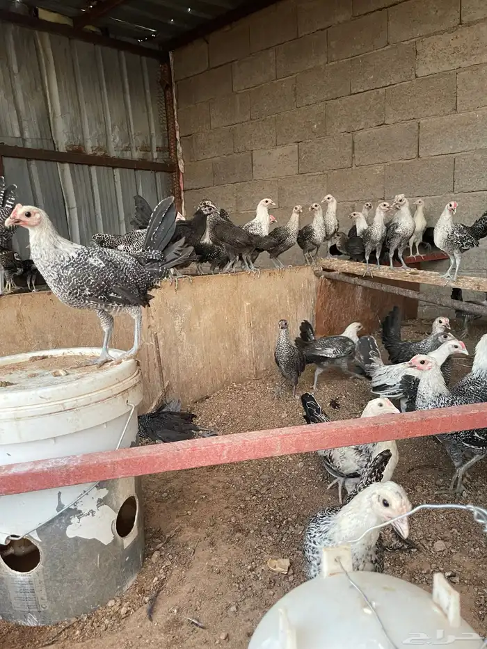 فروخ دجاج فيومي العمر شهرين 4