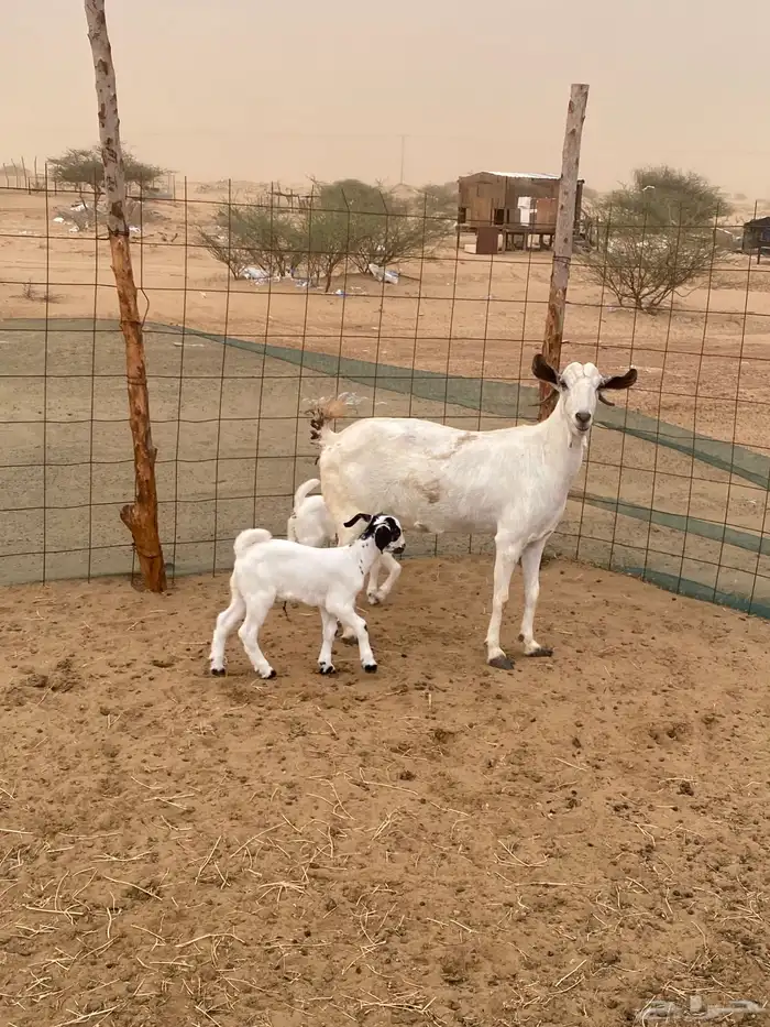 ثنتين معزا 0