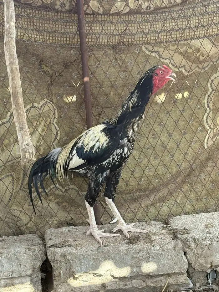 ديك باكستاني سندي 3