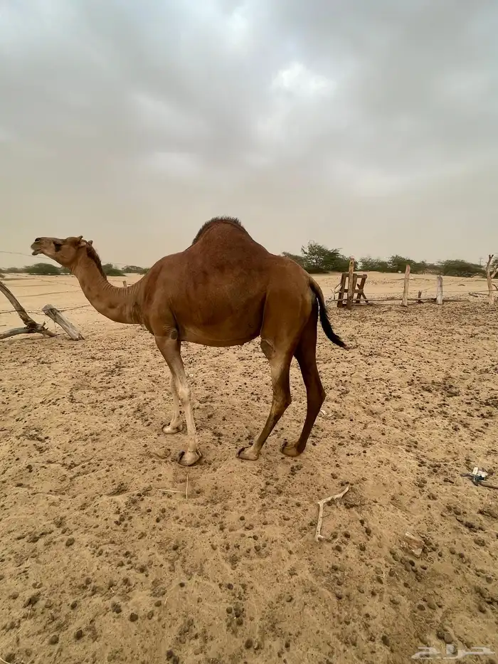 ناقه ساحليه حمرا مدني 3