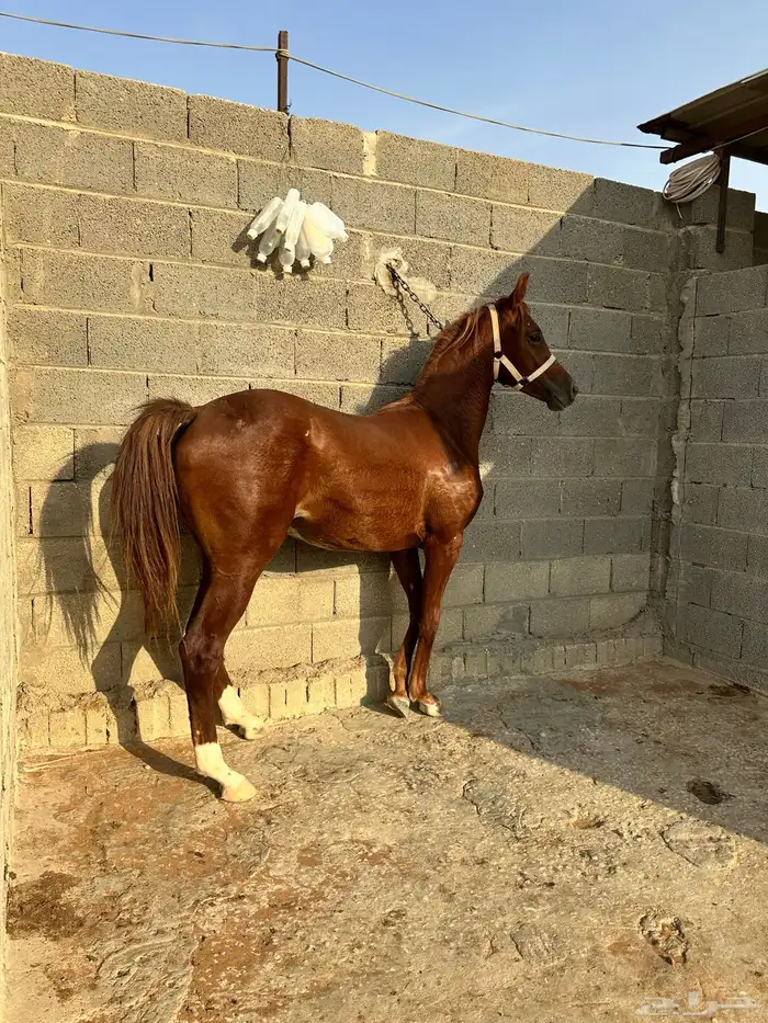 مهر للبيع شعبي 1