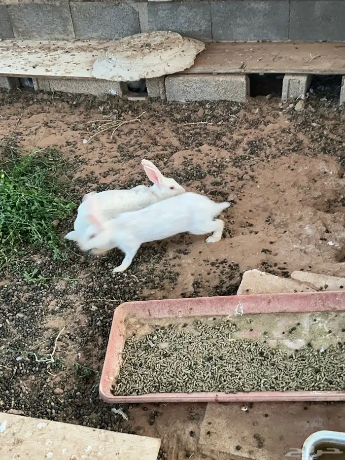 للبيع أرانب 1