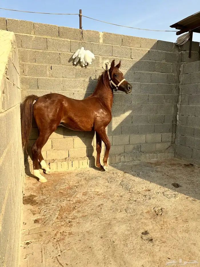 مهر للبيع شعبي 0
