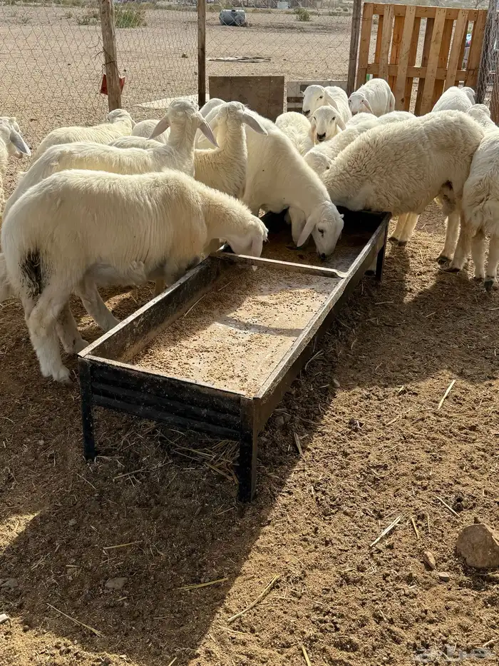 ذبايح حري 2
