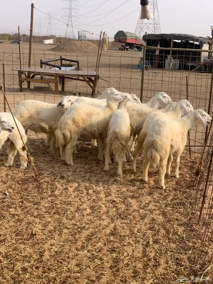 حري ذبايح ثلاجه طليان ذبائح مناسبات يوجد صلخ وتوصيل 0