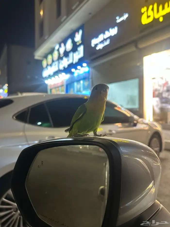 روز اليف للبيع 4