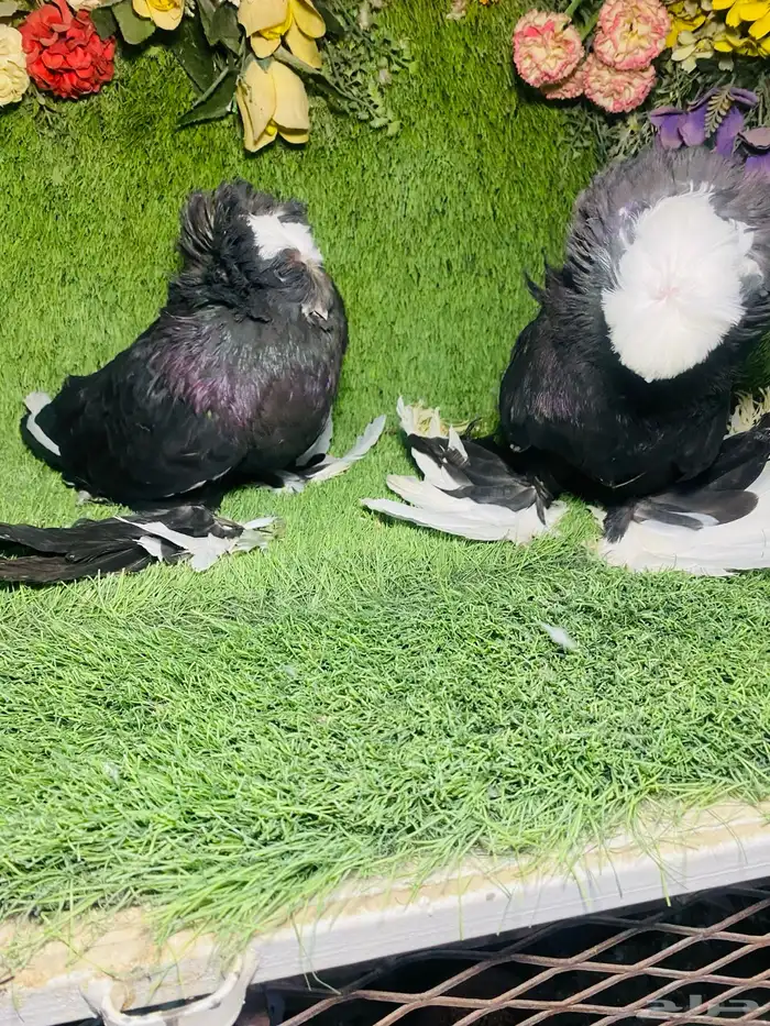 للبيع زوج بخاره بولهد منتجين 7