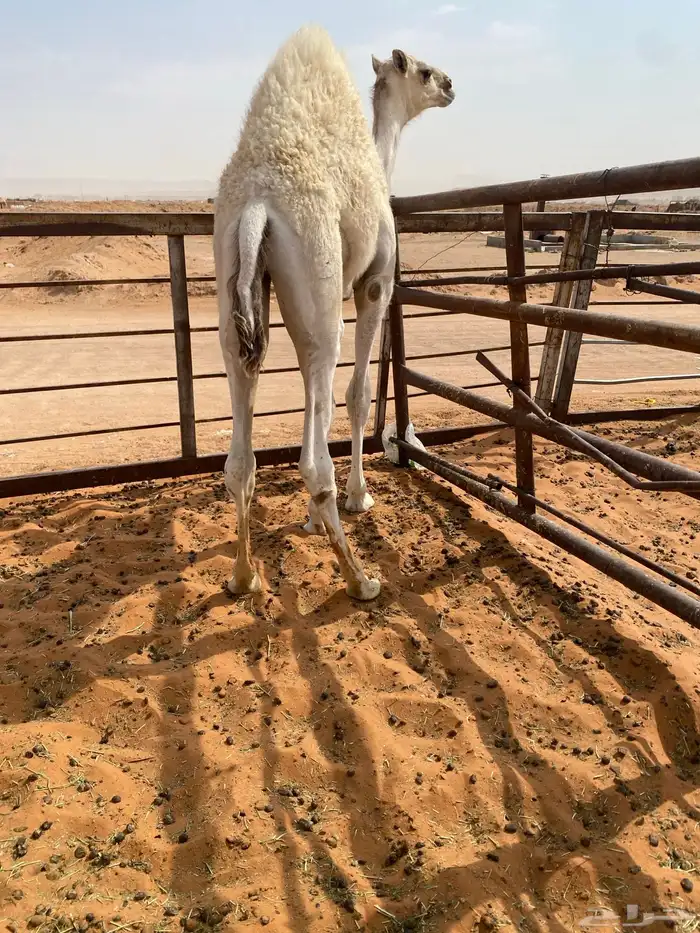 قعود قصب 0