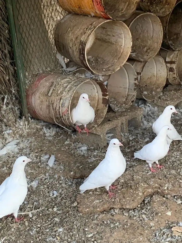حمام فرنسي جامبو وسلفر ومشكل 1