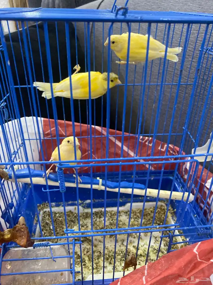 كناري سوري 1